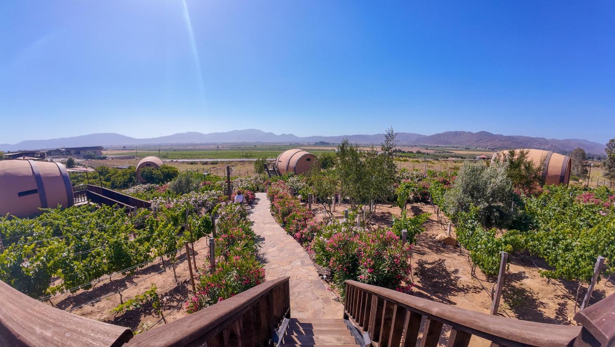 Finca El Mirador Valle de Guadalupe Bagian luar foto